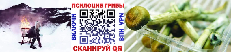 цена   Медынь  Псилоцибиновые грибы прущие грибы 